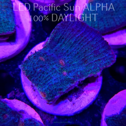 Echinophyllia BLUE MOON (26.01.2025)  6cm