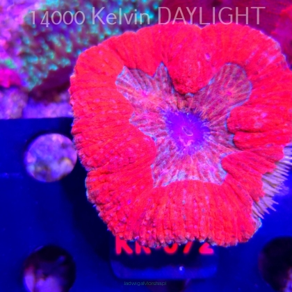 Lobophyllia BRIGHT ORANGE (03.03.2026) KR-075  6cm (LEKKO USZKODZONA)