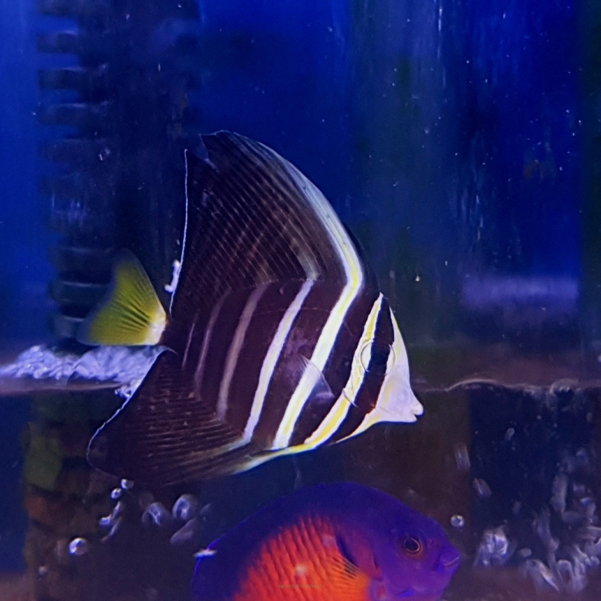 Zebrasoma veliferum rozmiar 5 cm