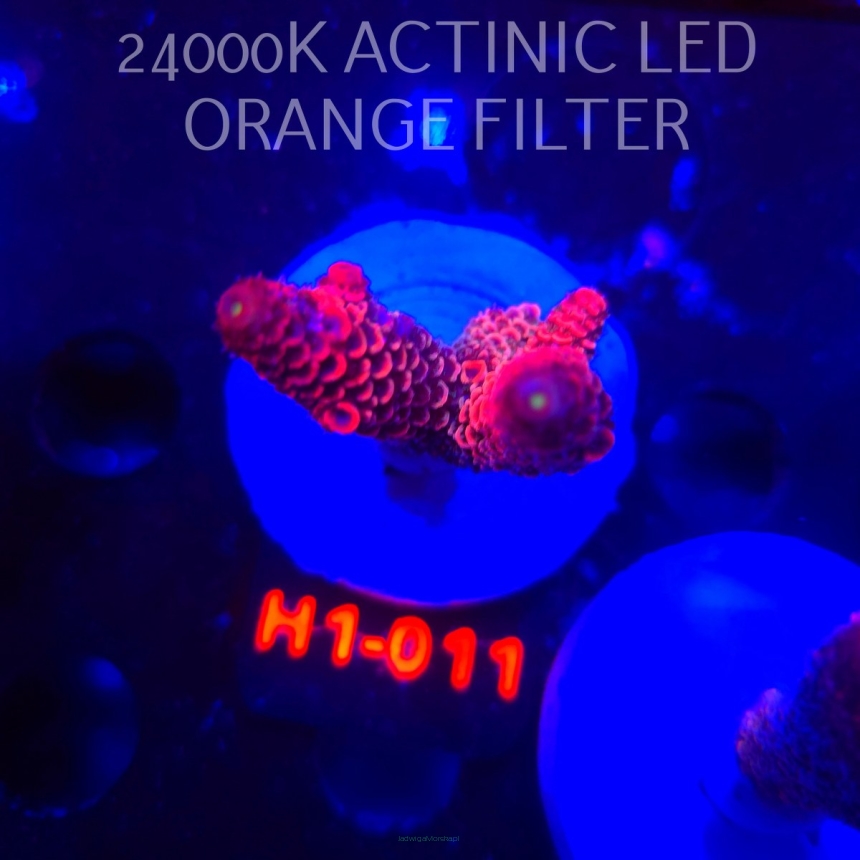 Acropora spathulata CORAL SEA ULTRA RED (16.10.2025) H1-011  5cm