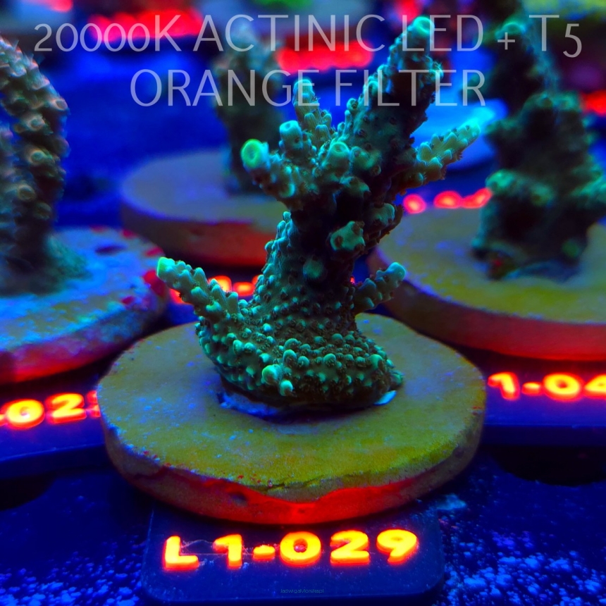 Acropora sp. URANIUM (09.10.2025) L1-029  6cm