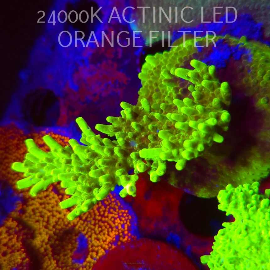 Acropora WWC Castells Banana (08.11.2025) MM1-I-30  9cm