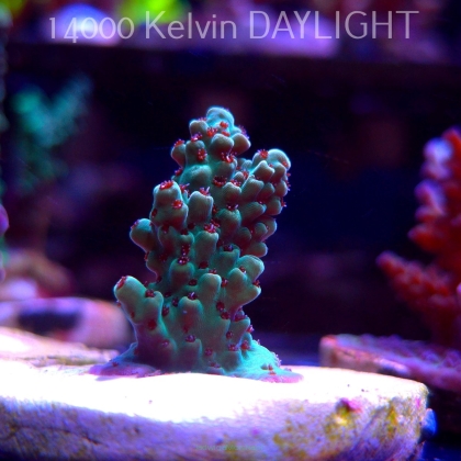 Acropora TG PINK FLOYD ACRO (20.03.2025) L1-I-4  4cm