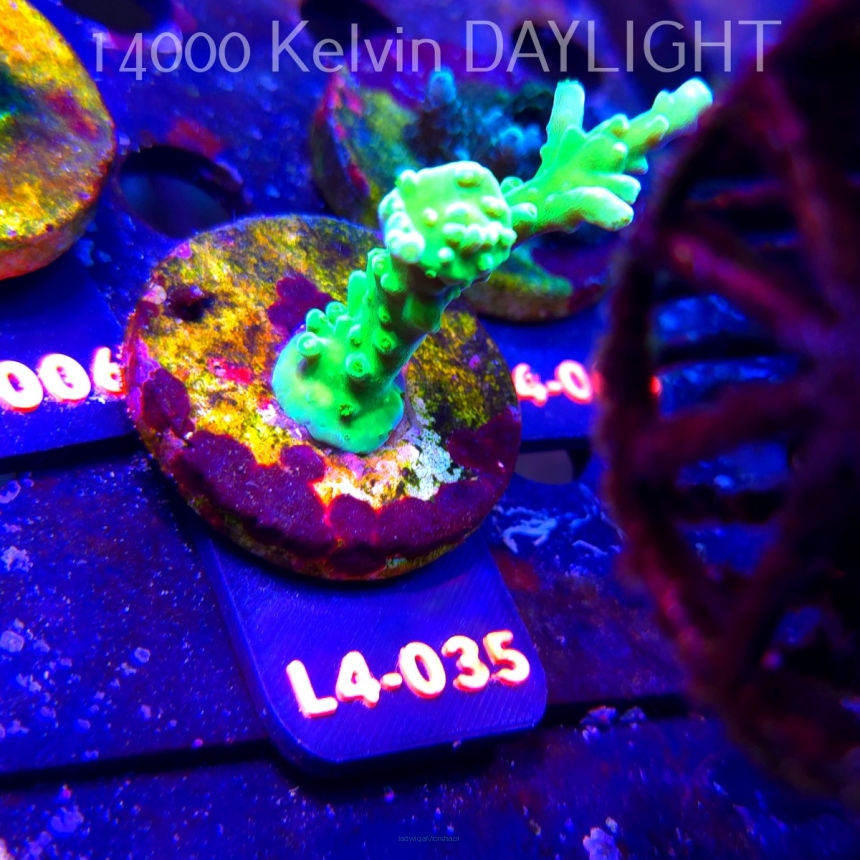 Acropora AUSTERA BANANA (07.01.2026) L4-035  7cm