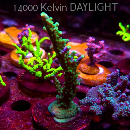 Acropora JMC PRINCESS (08.05.2025) MM1-II-11  10cm