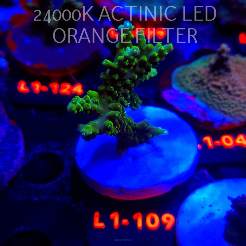 Acropora sp. AUSTRALIA (11.10.2025) L1-109  6cm