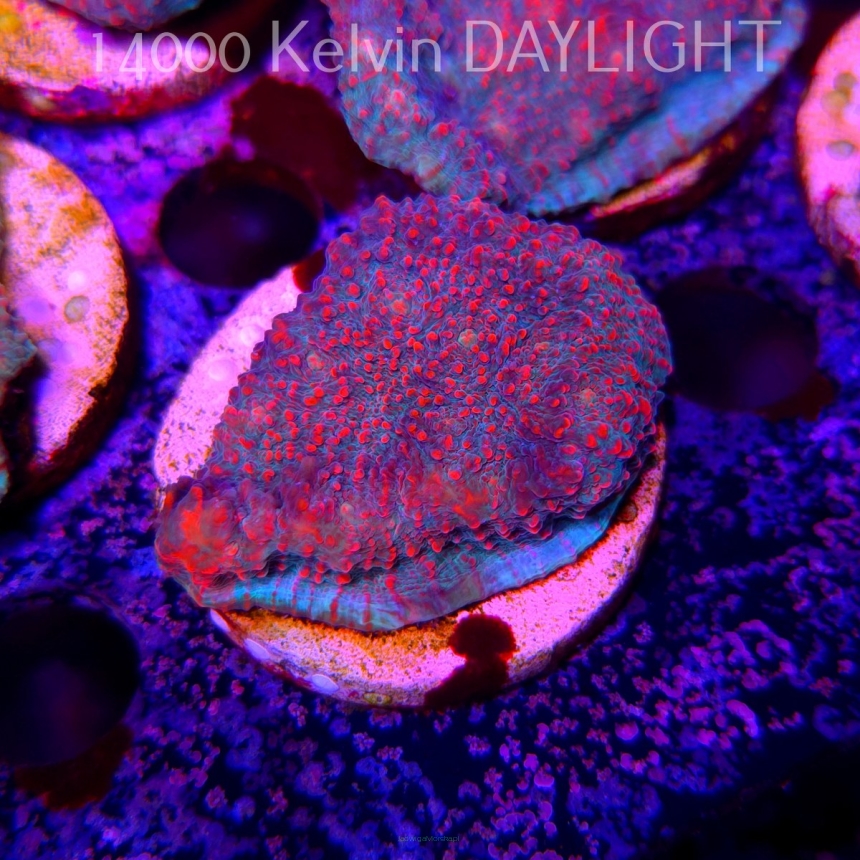 Echinophyllia Lava Rush Chalice (18.05.2025)  5cm