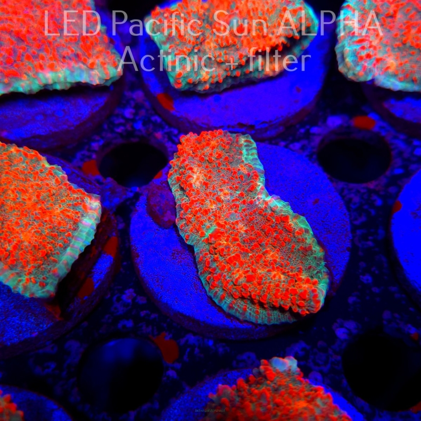Echinophyllia Lava Rush Chalice (22.01.2025)  5cm