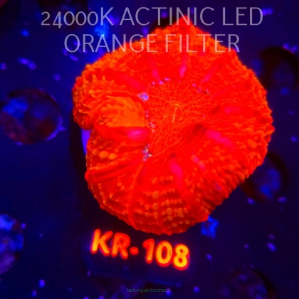 Cynarina Lacrymalis ULTRA RED Australia (13.02.2026) KR-108  6cm