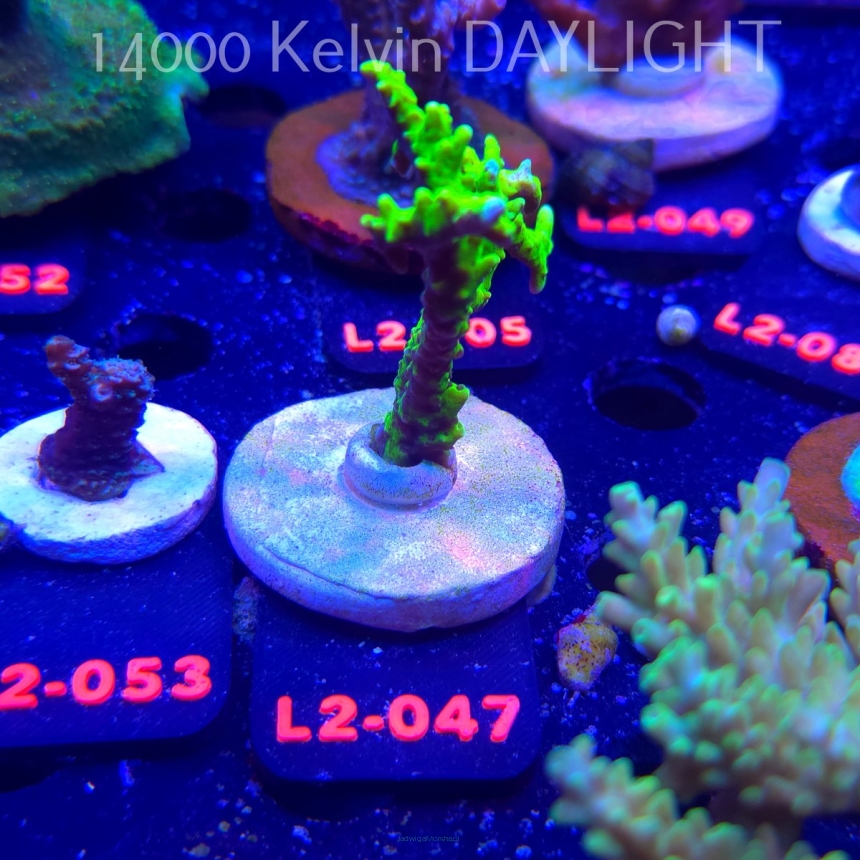 Anacropora WWC SLIMEBALL (14.11.2025) L2-047  6cm