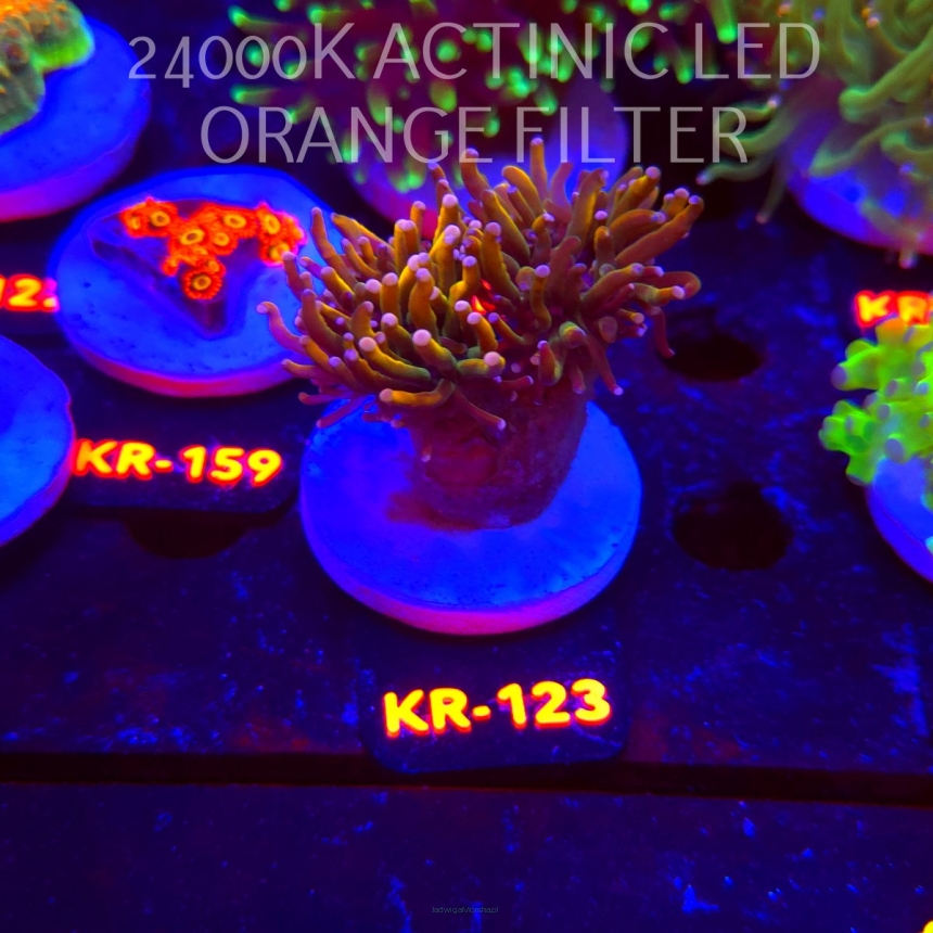 Euphyllia glabrescens HELLFIRE (17.01.2026) KR-123