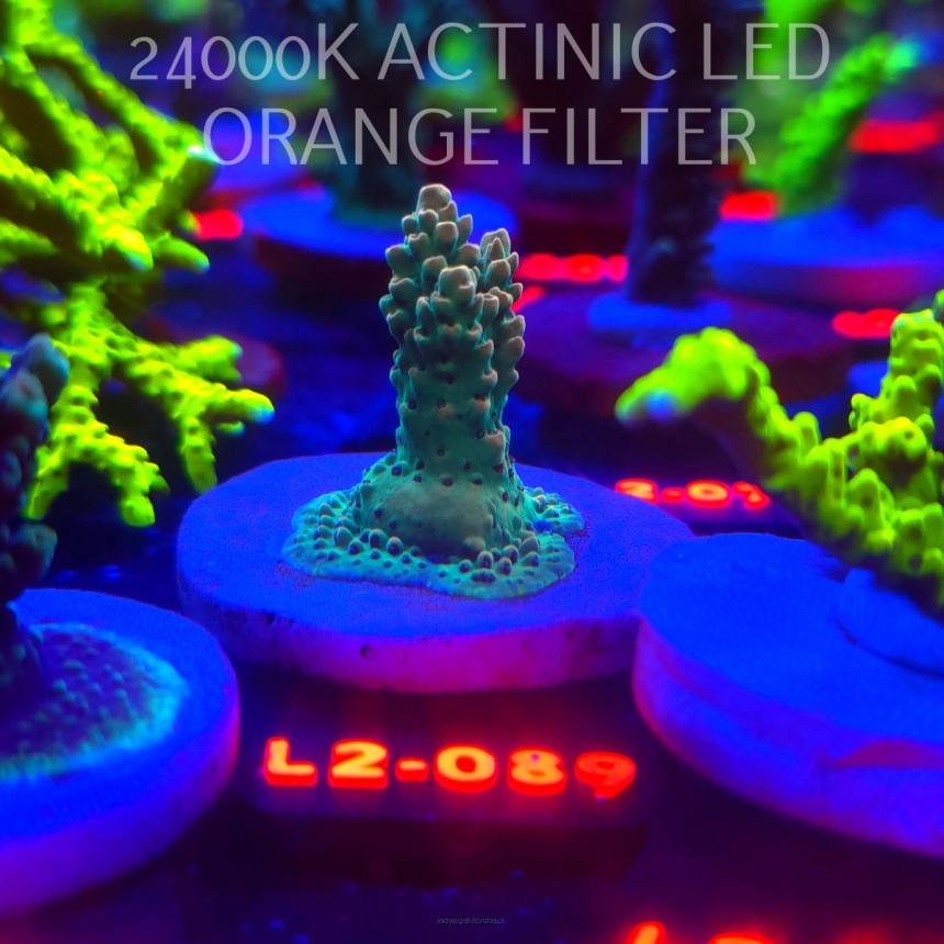 Acropora TG PINK FLOYD ACRO (11.10.2025) L2-089  4cm