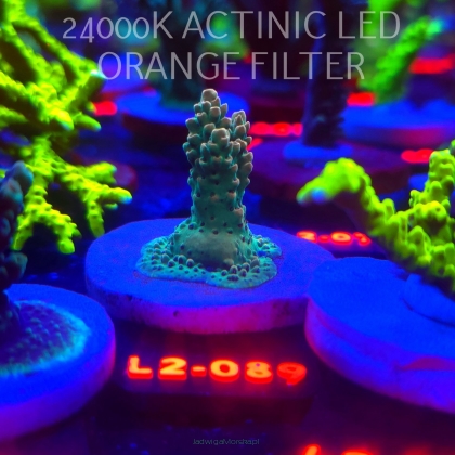 Acropora TG PINK FLOYD ACRO (11.10.2025) L2-089  4cm