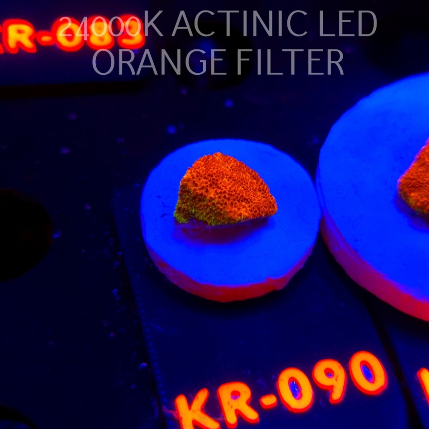 Psammocora WATERMELON (04.12.2025) KR-090  1cm