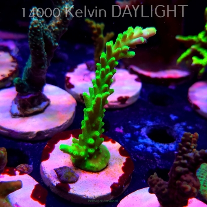 Acropora AUSTERA BANANA (19.06.2025) L3-II-22  11cm