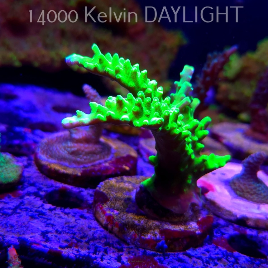 Acropora AUSTERA BANANA (21.06.2025) L4-III-5  9cm