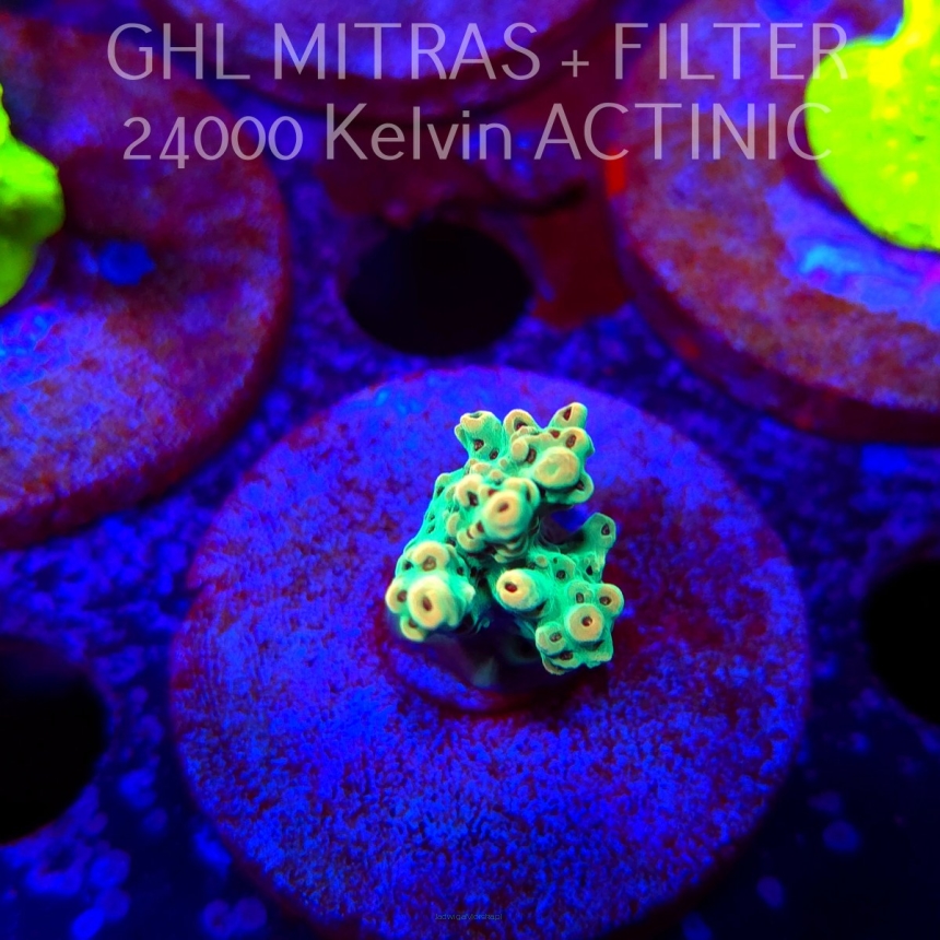 Acropora Jason Fox's Fox Flame Acro (20.02.2025) L4-III-5  3cm