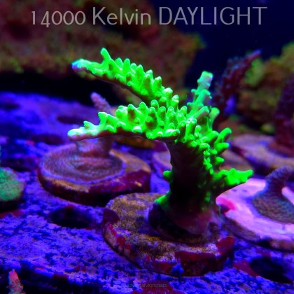 Acropora AUSTERA BANANA (21.06.2025) L4-III-5  9cm