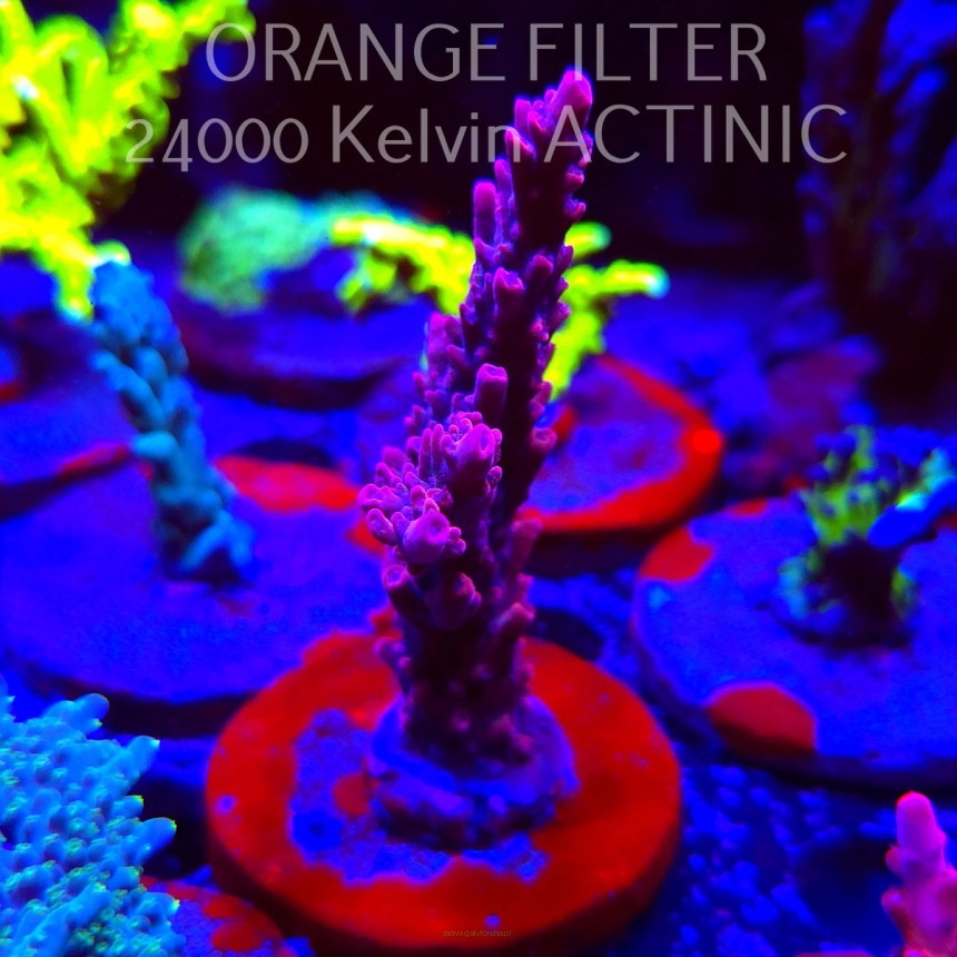 Acropora BLUE POLYP BLEEDING STRAWBERRY (24.05.2025) L2-II-29  8cm