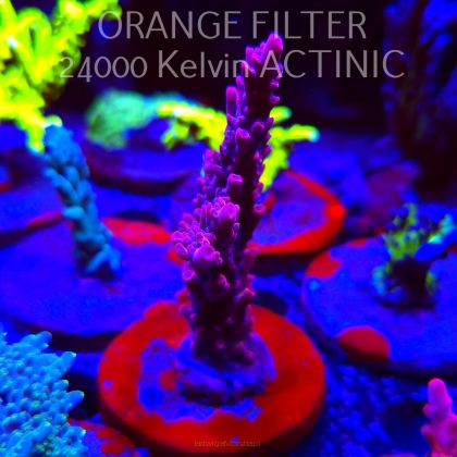 Acropora BLUE POLYP BLEEDING STRAWBERRY (24.05.2025) L2-II-29  8cm