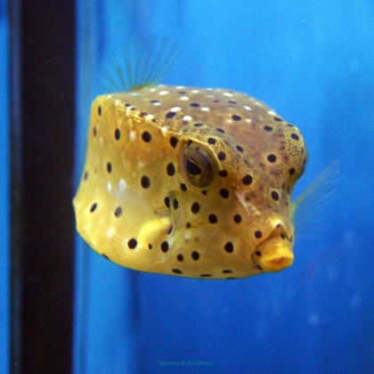 Ostracion cubicus 5 cm