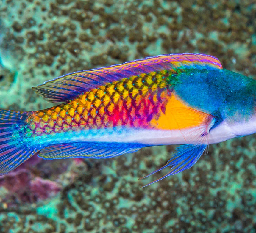 Cirrhilabrus ryukyuensis samiec 8cm