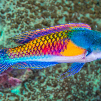 Cirrhilabrus ryukyuensis samiec 8cm