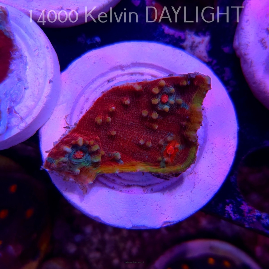 Echinophyllia TSA Fruit Ninja Chalice (09.03.2025)  3cm
