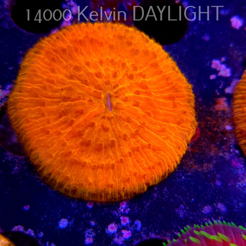  Cycloseris ULTRA GOLD AUSTRALIA (09.03.2025) 