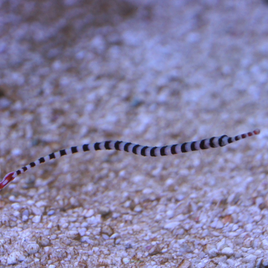 Doryrhamphus dactyliophorus (Iglicznia paskowana) rozmiar 8-9 cm