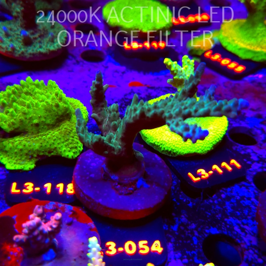 Acropora sp. AUSTRALIA (05.01.2026) L3-054  8cm