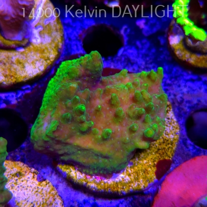 Acropora WWC Castells Banana (21.06.2025) L4-II-18  5cm