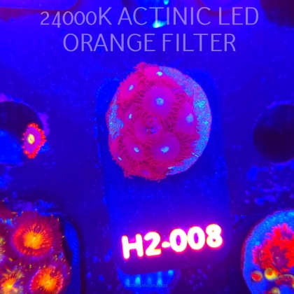 Zoanthus RED GALAXY (01.12.2025) 14P  H2-008