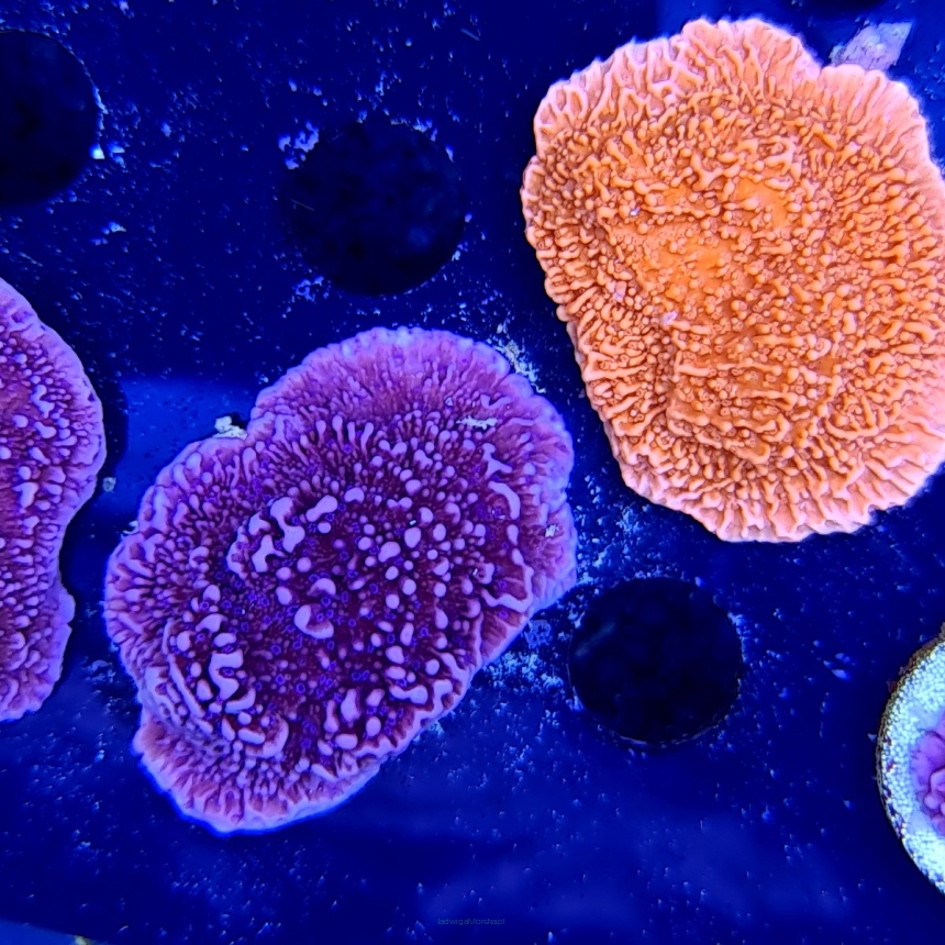 Montipora talerzowa PURPLE + BLUE POLYP (foto 16.01.2021) MM6-I-18 średnica 4 cm