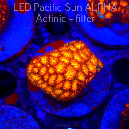 Leptastrea pruinosa ORANGE (22.01.2025)  4cm