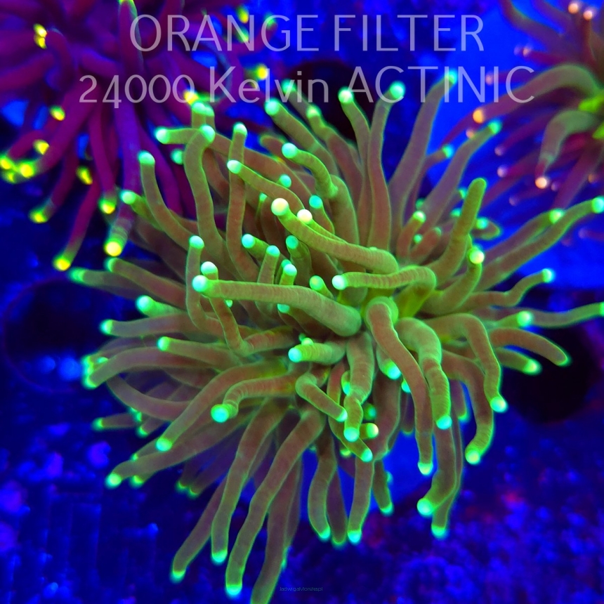   Euphyllia glabrescens Aussie GREEN (20.06.2025)