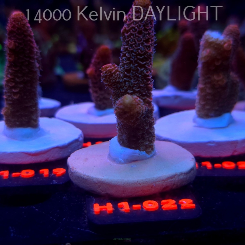 Acropora spathulata CORAL SEA ULTRA RED (16.10.2025) H1-022  6cm