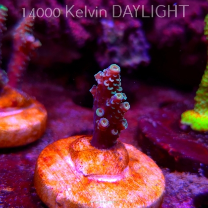 Acropora sp. AUSTRALIA (09.05.2025) MM1-III-13  2cm