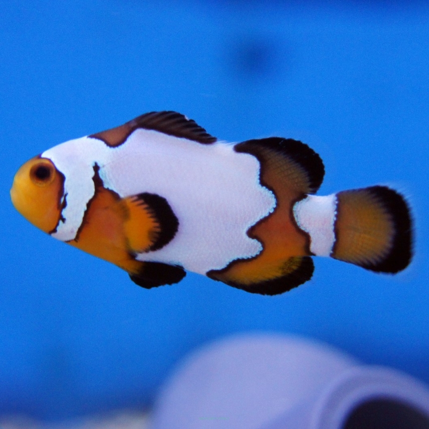 Amphiprion ocellaris Platinium Wide Band rozmiar 4cm