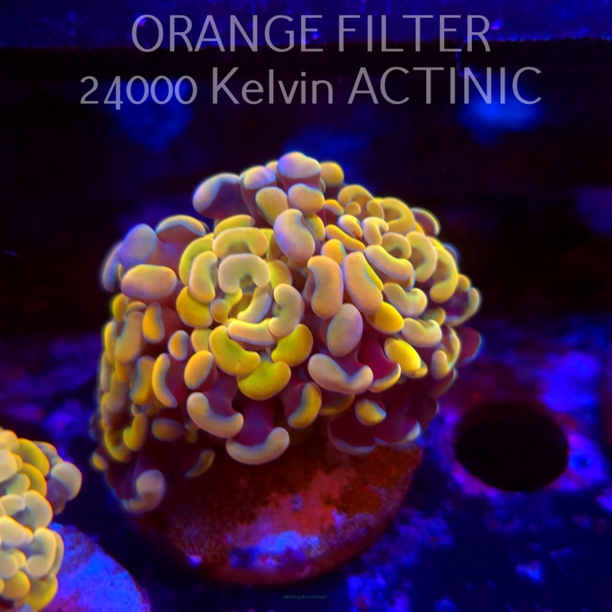 Euphyllia paraancora GOLDENROD HAMMER (06.07.2025)