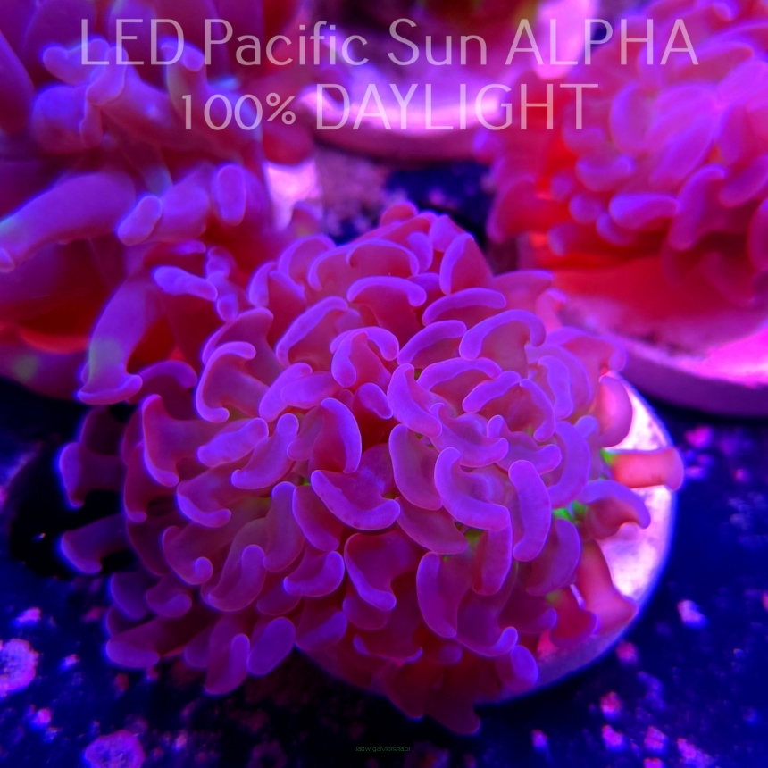 Euphyllia paraancora PINK GREEN HAMMER (01.02.2025)