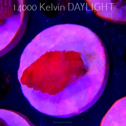 Montipora setosa ORA (20.02.2026)  3cm