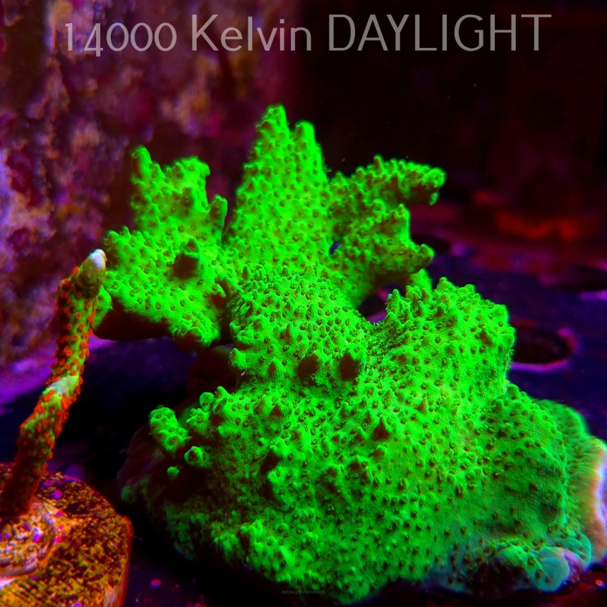 Acropora HYACINTHUS GREEN (07.04.2025) MM6-II-2  10cm
