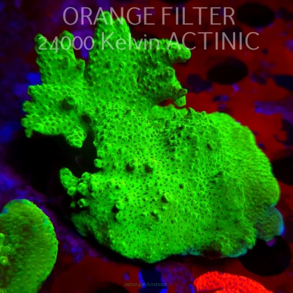 Acropora HYACINTHUS GREEN (11.08.2025) MM6-II-2  12cm