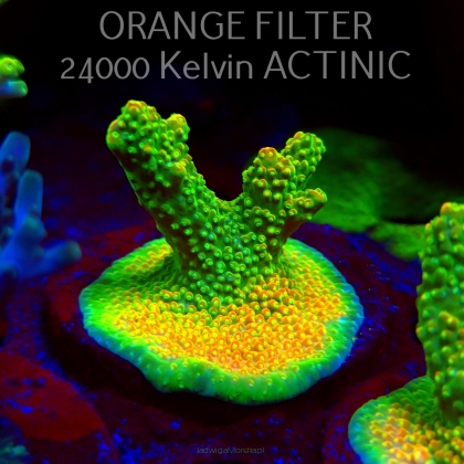 Acropora GOLD FEVER (09.05.2025) MM1-III-24  4cm