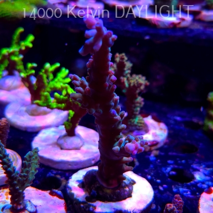 Acropora sp. AUSTRALIA (20.03.2025) L1-II-5  10cm