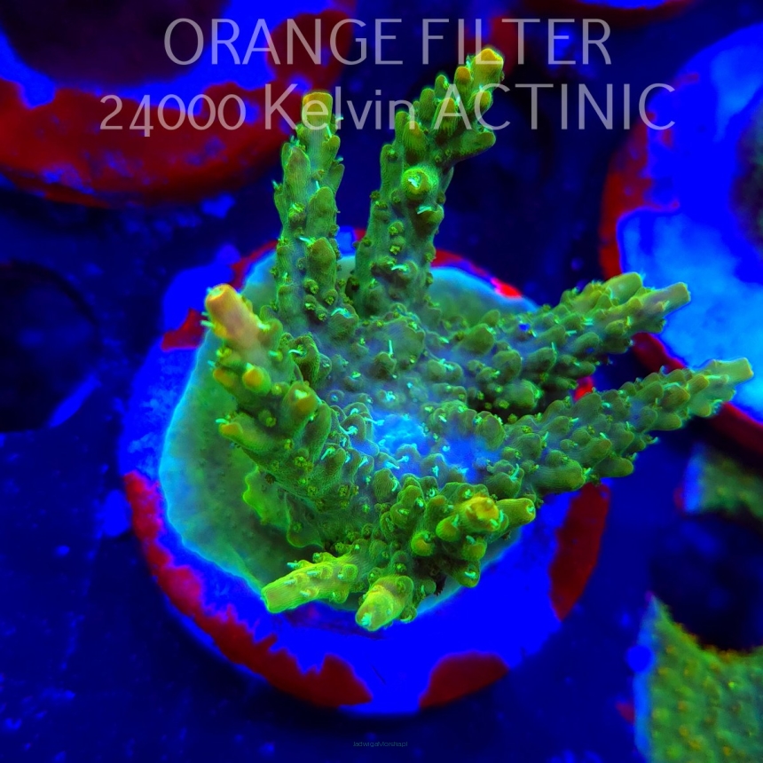Acropora GOLD FEVER (19.06.2025) L3-I-22  5cm