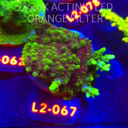 Acropora granulosa ULTRA (16.11.2025) L2-067  5cm