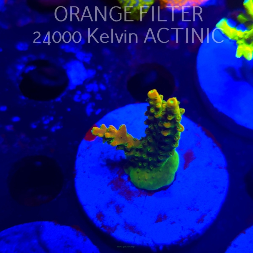 Acropora GOLD FEVER (20.03.2025) L1-II-7  4cm