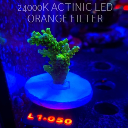 Acropora sp AUSTRALIA (09.10.2025) L1-050  5cm